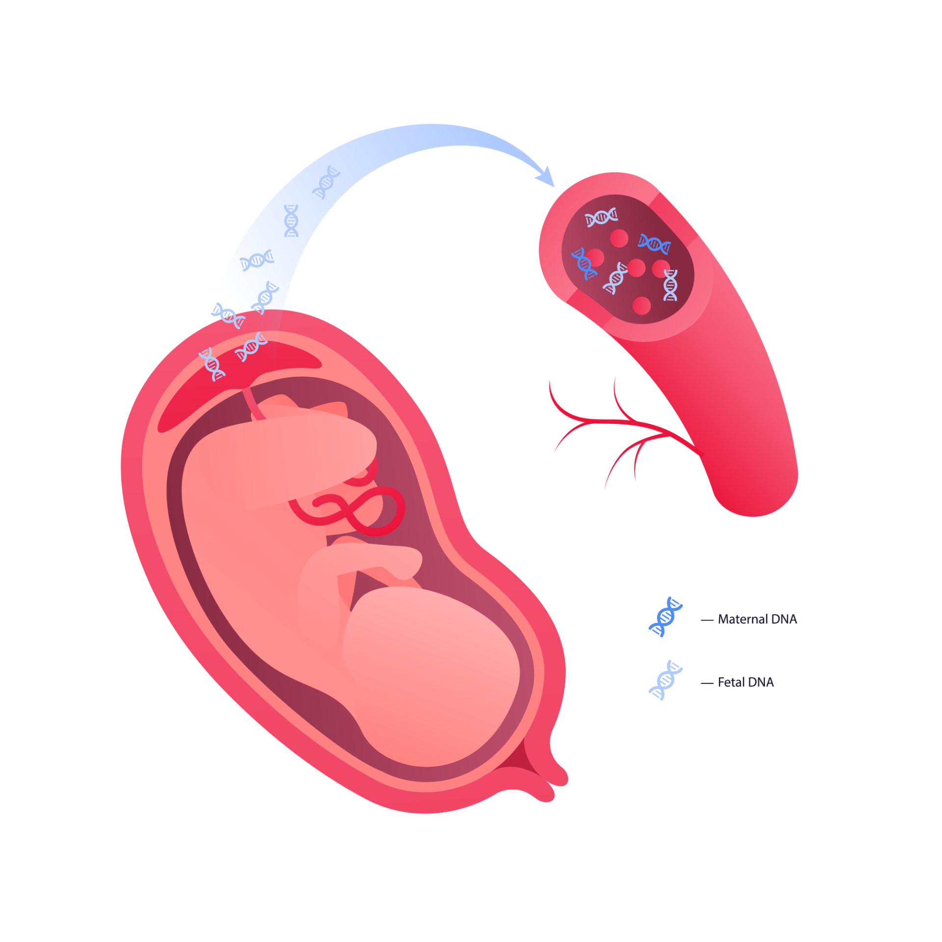 Diagram showing fetal cell-free DNA crossing the placenta into the mother's bloodstream, where maternal and fetal DNA circulate together